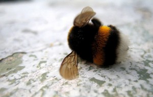 dead bumblebee