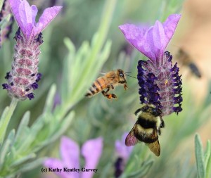 Honeybee and bumblebee on lavendar